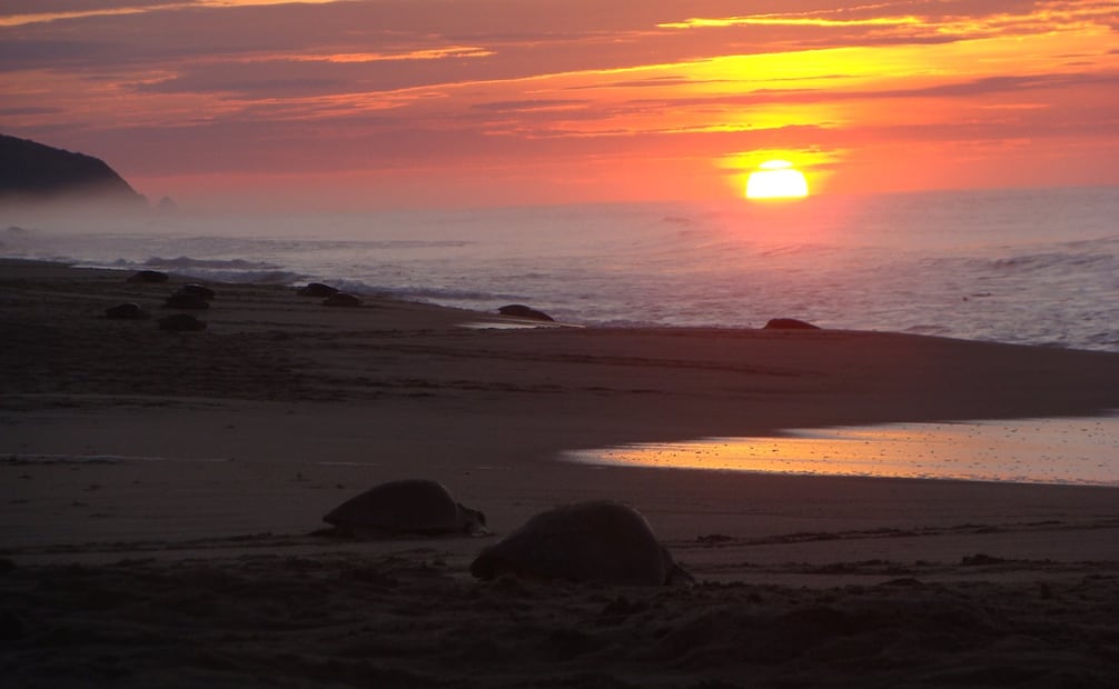 La arribazón de tortugas en Oaxaca es un espectáculo de la naturaleza que se da entre los meses de julio a enero. Foto: CONANP