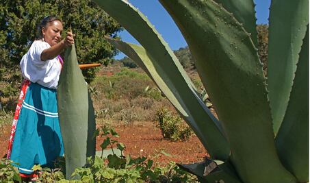 Con pulque, mujeres de la Mixteca buscan "salvar" a su comunidad