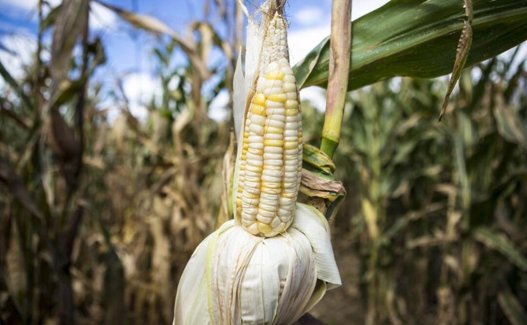Propuesta presidencial para prohibir maíz transgénico no protege semillas nativas, advierten desde Oaxaca. Foto: Mario Arturo Martínez