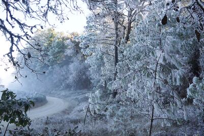 Baja temperatura a -5 en Oaxaca; Sierra Juárez presenta heladas