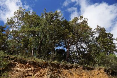 Afectada por la broca 43.16% de superficie cultivada de café en Oaxaca