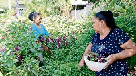 "Proyecto amigable" del autoconsumo a la comercialización