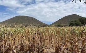 Por sequía severa, campesinas de Oaxaca y Guerrero pierden entre el 90 y 100% de la producción agrícola