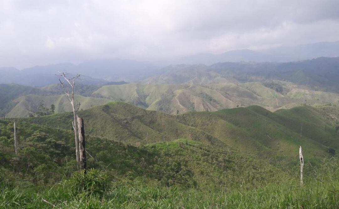 Foto: Cortesía del Comité Nacional para la Defensa y Conservación de Los Chimalapas