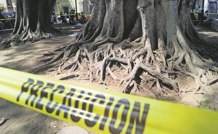 Privatización, la otra “plaga” que amenaza al arbolado de la ciudad de Oaxaca, acusan ambientalistas