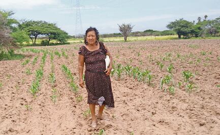 En riesgo, 7 mil hectáreas de maíz tradicional en el Istmo