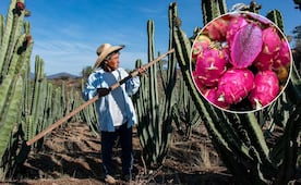¿Se te antoja la pitaya? Estos sitios de Oaxaca arman ferias en su honor para que las pruebes