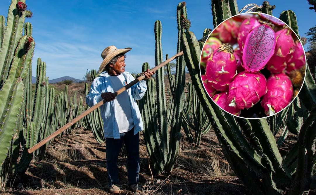 Feria de la Pitaya Oaxaca. Foto: Juana García/EL UNIVERSAL El universal/Ig@cmexicana