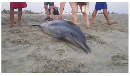 Hallan delfín muerto en playa de Puerto Escondido