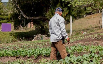 Adaptarse al exilio: Así viven desplazados triquis de Oaxaca en espera de retorno al hogar