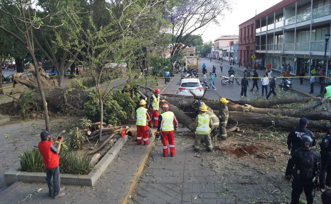 Video. Cae el “Fresno de Morelos” en Oaxaca, árbol cuya siembra se atribuye al héroe de la Independencia. Fotos: Edwin Hernández