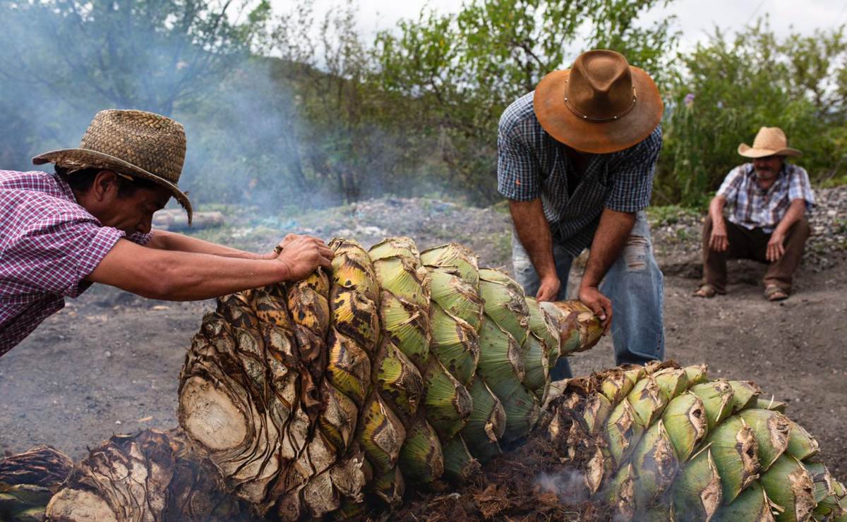 Busca Consejo Regulador del Mezcal que se reduzca cobro impuestos a bebidas artesanales