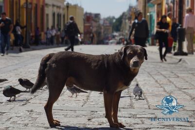 Inician colecta para ayudar a “Mazapán” y otros perros callejeros