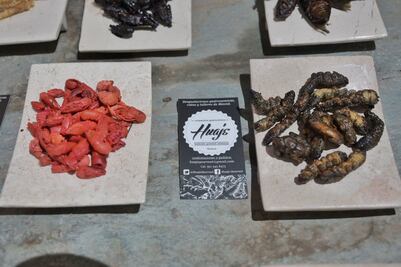 Se usan 26 variedades de insectos en la gastronomía de Oaxaca; destacan su valor nutricional