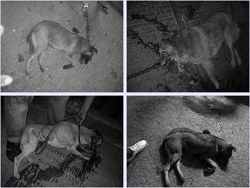 Denuncian envenenamiento de 10 perros en San Juan Chapultepec