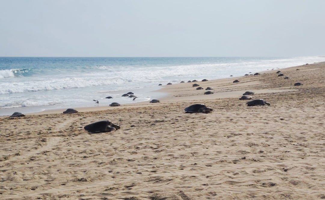 Primeras imágenes de arribo de tortugas golfinas a playa Escobilla, Oaxaca. Foto: Especial