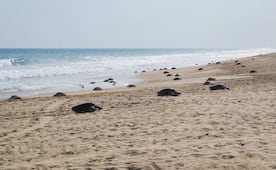 Arriban 11 mil 290 hembras de tortugas golfinas al Santuario Playa Escobilla en Oaxaca