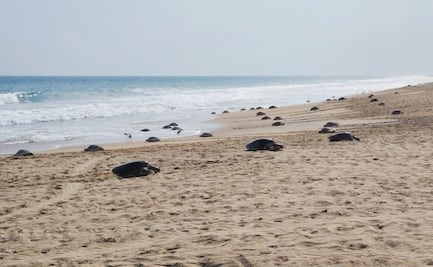 Arriban 11 mil 290 hembras de tortugas golfinas al Santuario Playa Escobilla en Oaxaca