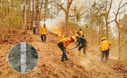 ¿Hallaron en Los Chimalapas un monolito prehispánico durante incendios en selva de Oaxaca? Esto es lo que se sabe