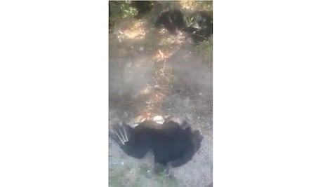 Campesino envenena a perros y ocasiona la muerte de decenas de animales