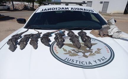 Localiza GN ejemplares abandonados de iguana negra, usada en la gastronomía zapoteca