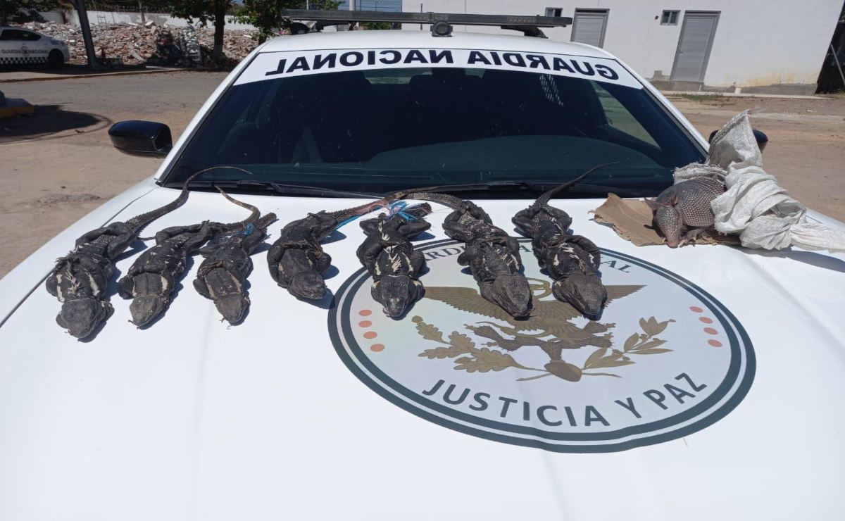 Localiza GN ejemplares abandonados de iguana negra, usada en la gastronomía zapoteca