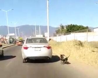 Arrastran a un perro amarrado a vehículo en movimiento