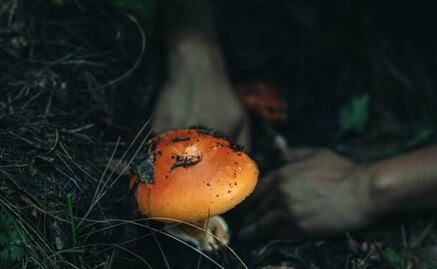 ¿Además de San José del Pacífico, dónde se puede disfrutar de Hongosto en Oaxaca?