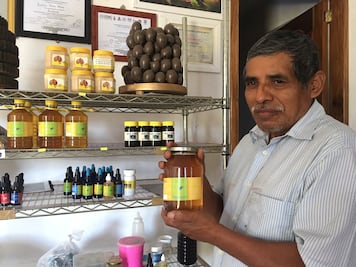 Chinantecos protegen a las meliponas, abejas sin aguijón