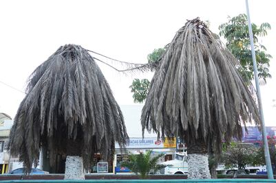 En peligro de morir, 30% de palmeras en la capital de Oaxaca