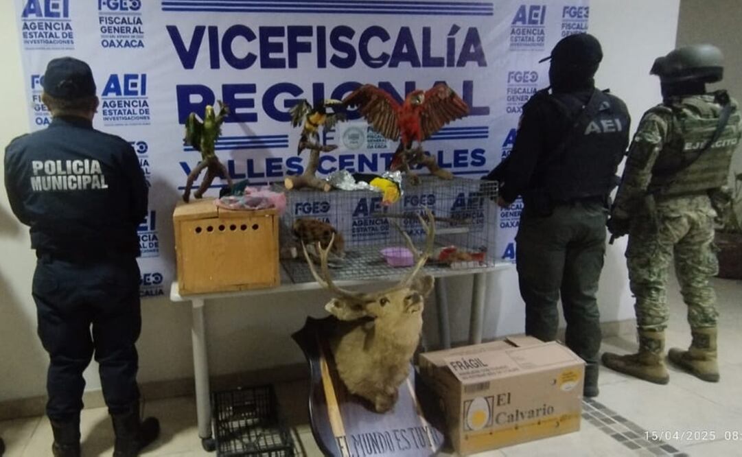 Decomisan animales disecados en Santa Lucía del Camino, Oaxaca. Fotos: Especiales