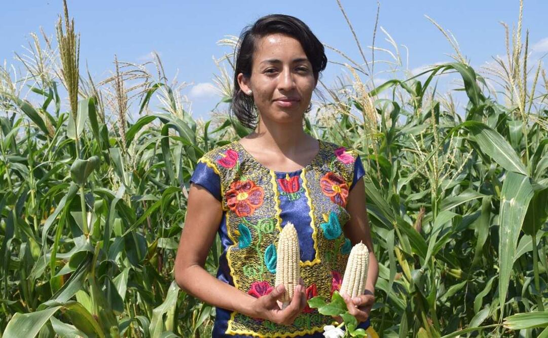 Protegiendo el maíz nativo, así es como campesinos zapotecas de Oaxaca podrían revertir déficit de granos. Fotos: Roselia Chaca