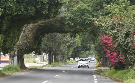 Plantar nuevos árboles no basta para mitigar daño por obra de Símbolos Patrios, dicen ambientalistas
