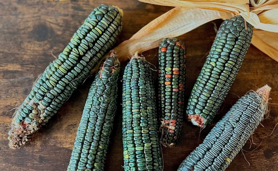 El maíz verde no es de Oaxaca. Foto: Especial