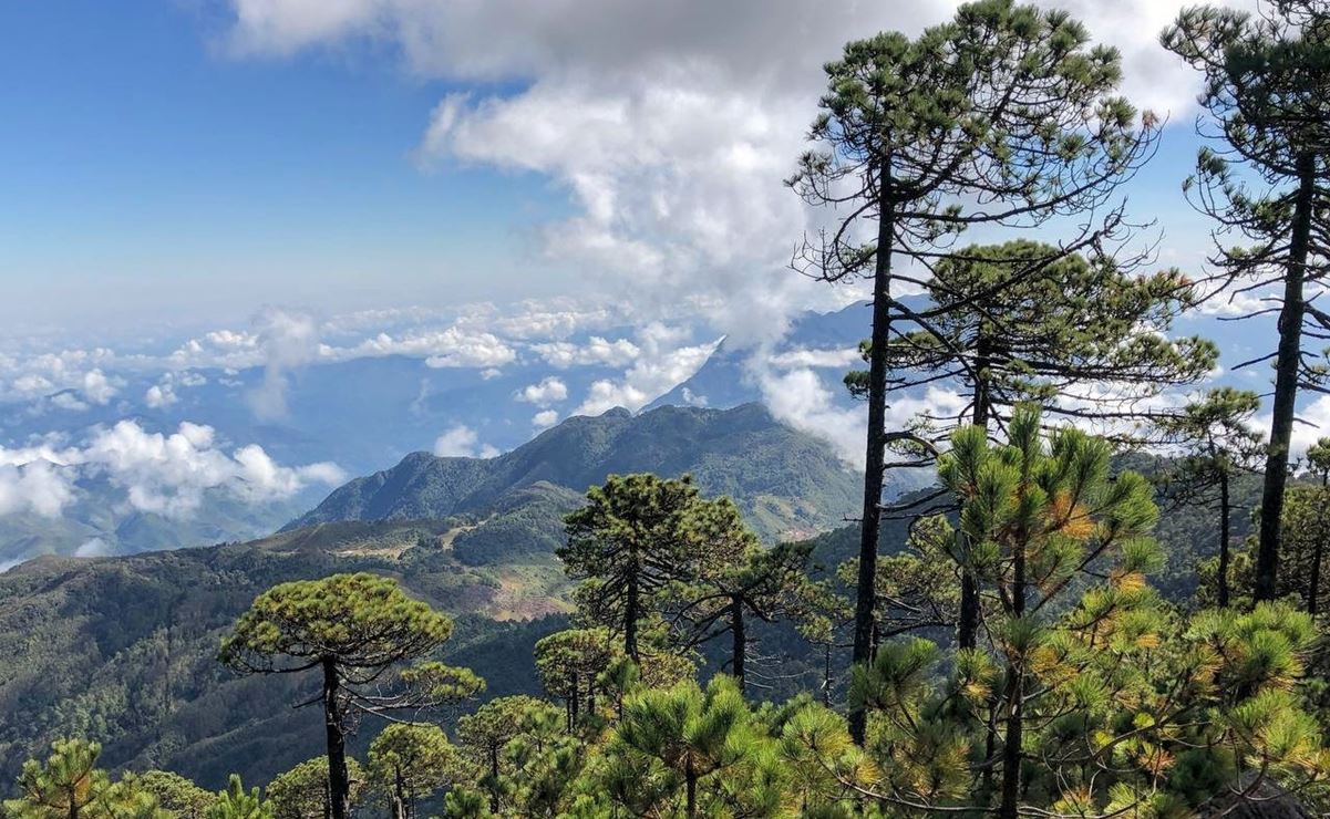 Afectadas por plaga, 12 mil hectáreas de bosques en Sierra Juárez de Oaxaca; 36 comunidades exigen soluciones