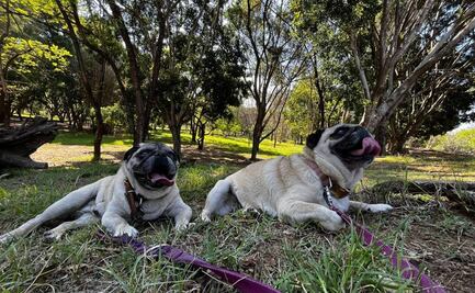 Convierten 4 parques públicos de la ciudad de Oaxaca en pet friendly