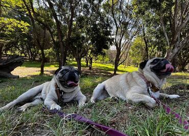 Convierten 4 parques públicos de la ciudad de Oaxaca en pet friendly