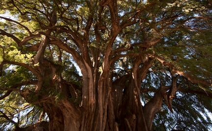 Descubre los árboles notables de Oaxaca, guardianes milenarios del tiempo y la cultura