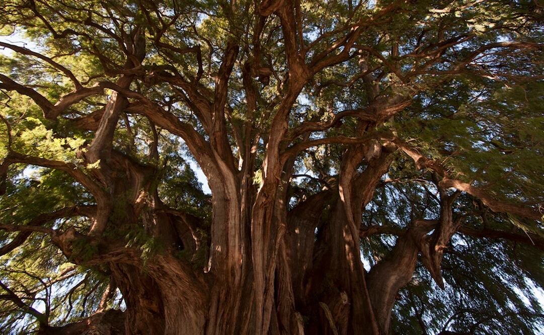Viaja al corazón verde de Oaxaca: conoce sus árboles notables y sus historias Foto: Gobierno de México.