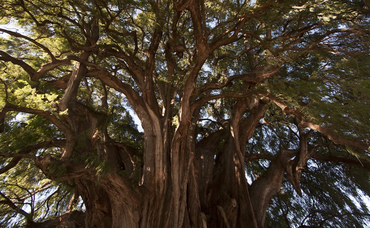 Descubre los árboles notables de Oaxaca, guardianes milenarios del tiempo y la cultura