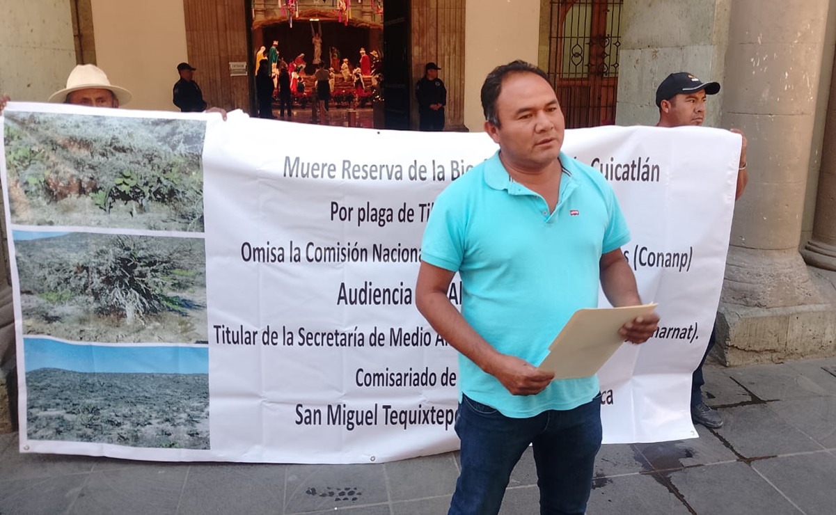 Advierten en Oaxaca muerte de 16 mil hectáreas de la Reserva de la Biósfera de Cuicatlán por plaga