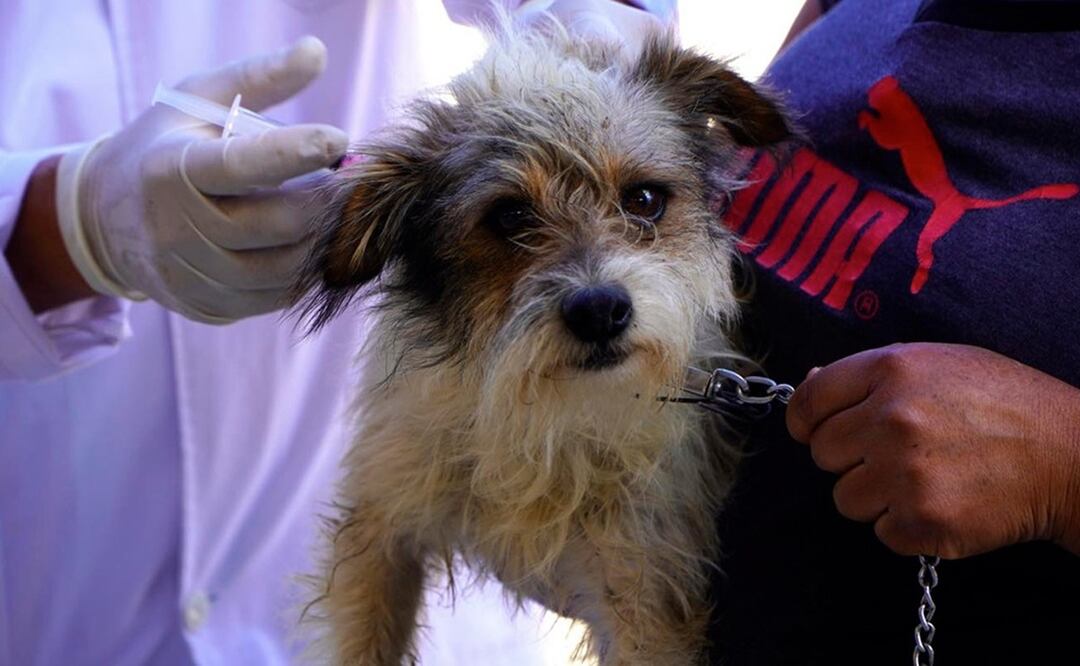 Compañía Minera Cuzcatlán se suma al programa de vacunación antirrábica en San José del Progreso. Fotos: Especiales