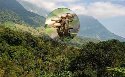 ¿Cuál es el Pueblo de Oaxaca famoso por sus hongos mágicos?