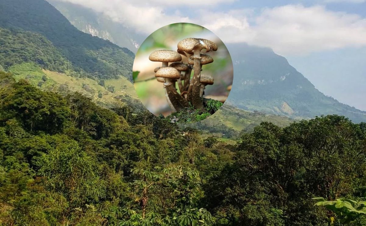 Cuál es el pueblo de Oaxaca conocido por sus hongos mágicos. Fotos: luisa.asbury, Instagram y Pixabay, Tomasz Proszek