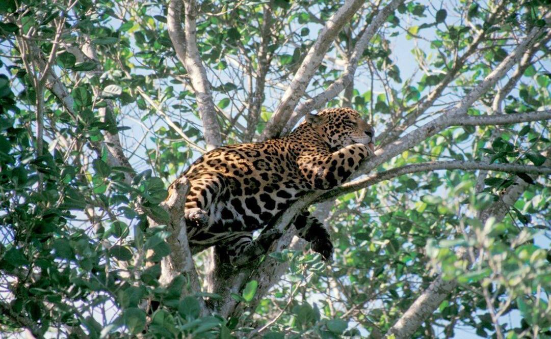 Indaga Profepa reportes sobre presencia de jaguar en Pluma Hidalgo, en la Costa de Oaxaca. Foto: Especial
