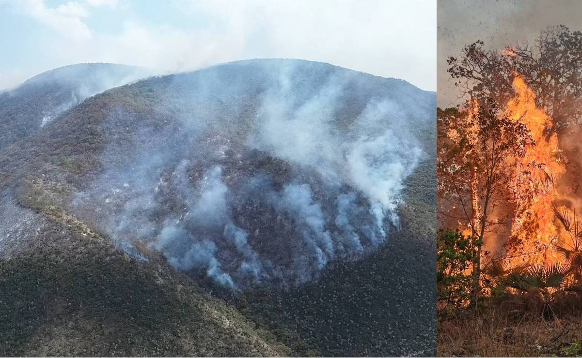 Incendio forestal azota a la Reserva de la Biosfera Cuicatlán; hay 11 incendios activos en Oaxaca