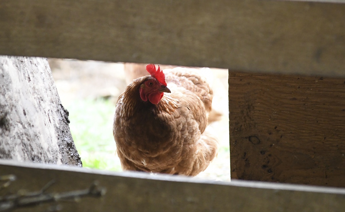 Registran primer caso de gripe aviar H5N1 en México. Foto: AP