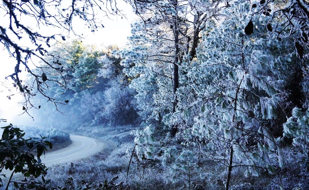 Advierte CEPCO posibilidad de heladas por radiación en Mixteca, Sierra Norte y Sur de Oaxaca. Foto: Archivo EL UNIVERSAL