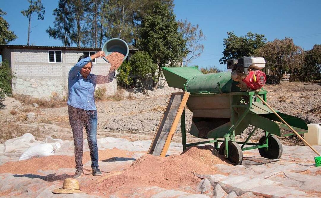 Buscan recuperar al amaranto como alimento básico de las familias de la Mixteca de Oaxaca. Fotos: Juana García