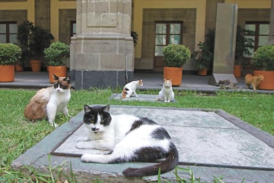 Gatitos no se irán  de Palacio Nacional